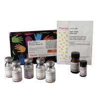 Thermo Scientific™ Pierce™ Colorimetric Protease Assay Kit
